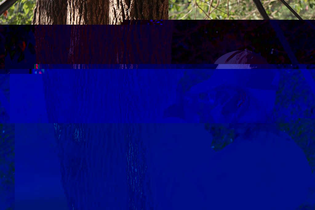 1F6CA